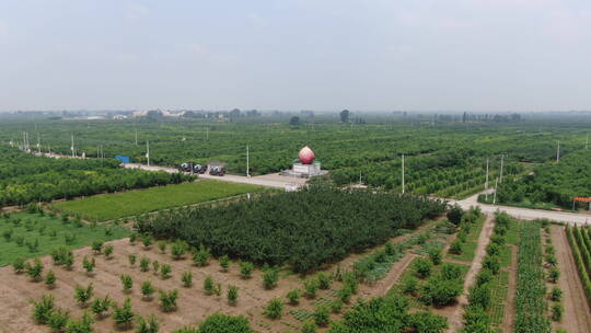 河北深州大桃航拍种植园顺风车队709