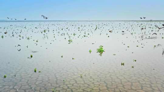 湖南岳阳东洞庭湖湿地候鸟鸟群