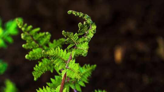 东北春天的野生蕨菜猴腿菜中药材生长延时