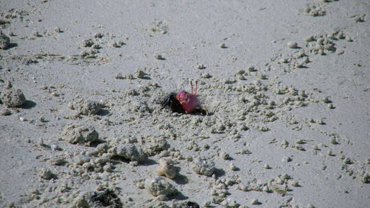 沙滩上螃蟹进出洞口的特写视频素材模板下载