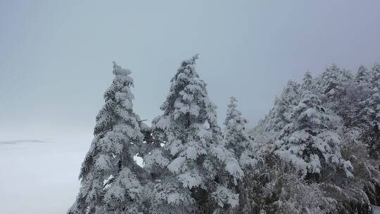 航拍湖北神农架冰雪雪松雪景