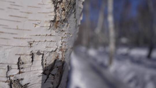 阿勒泰桦林公园雪景视频素材模板下载