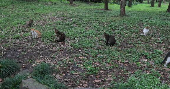 公园流浪猫