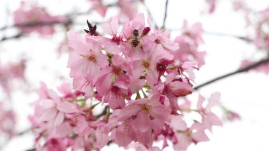 实拍樱花素材