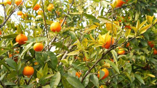 4K果园成熟金灿灿的橘子