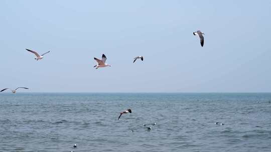 海面海浪上飞翔的海鸥