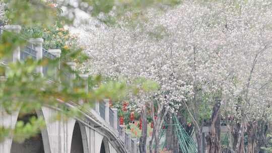 唯美盛开的紫荆花古石拱桥浪漫春天写意治愈