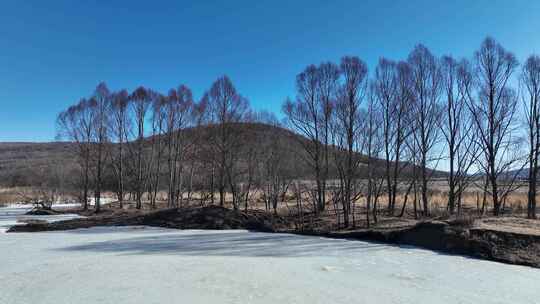 大兴安岭春天自然风景河谷红柳