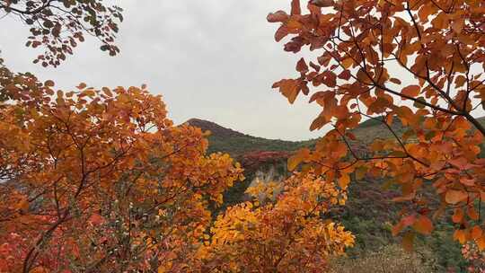 山东淄博博山柿岩古村，秋季满山红叶景观