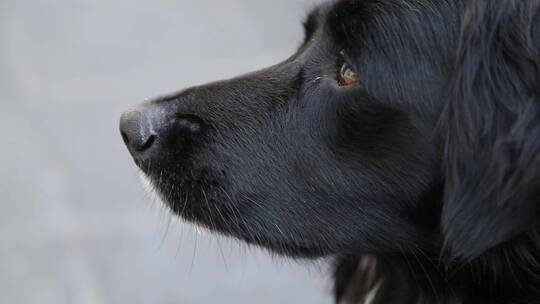 黑色宠物犬