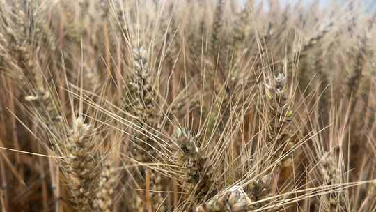 农田里发芽的小麦视频素材模板下载