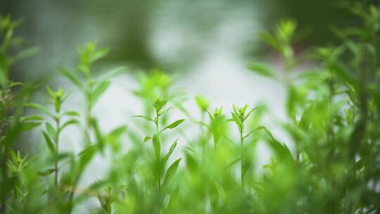 荷花自然涟漪露水池塘开花莲蓬公园花瓣雨诗