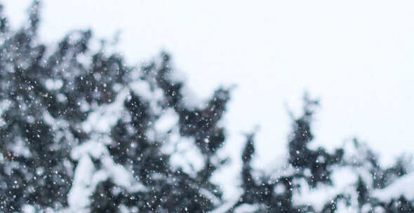 雪下 雪 大雪 暴雪 雪花 飘雪