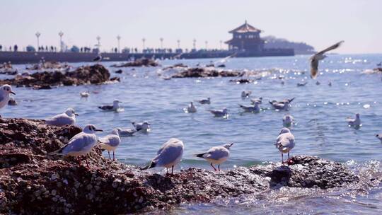 青岛栈桥海鸥