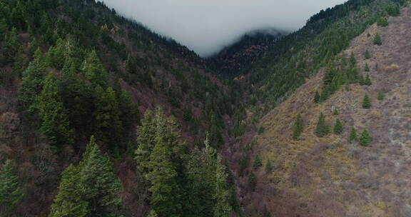 川西航拍高山森林峡谷风景