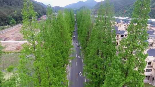 城郊两侧绿树成荫中间车来车往场景