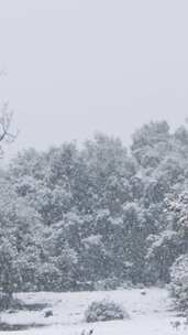 雪，冬天，树木，寒冷