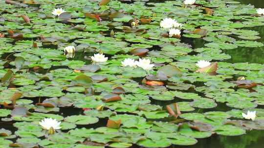 池塘大面积的睡莲莲花正在盛开