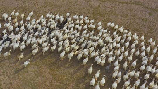 羊群在草场奔跑