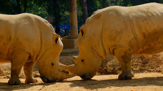 动物园犀牛对峙顶撞打架