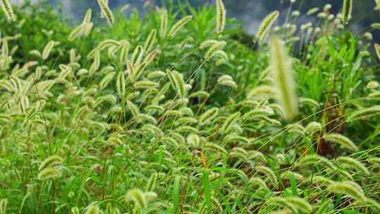 狗尾巴草草丛野草植物狗尾草公园唯美风景