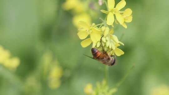 春天里的油菜花和小蜜蜂