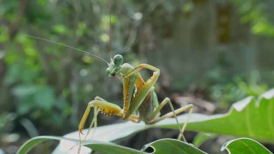 螳螂昆虫微距特写摄影夏日自然风光昆虫觅食