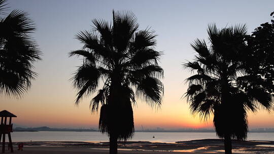 南方海边城市棕榈树前日出延时摄影