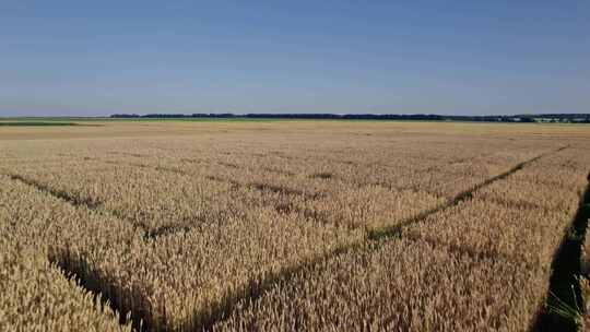 田地，无人机，作物，小麦