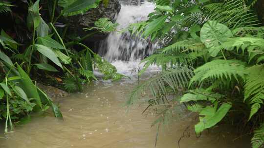 森林小溪流水