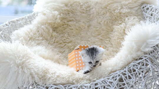 可爱的小猫在礼品盒里玩耍