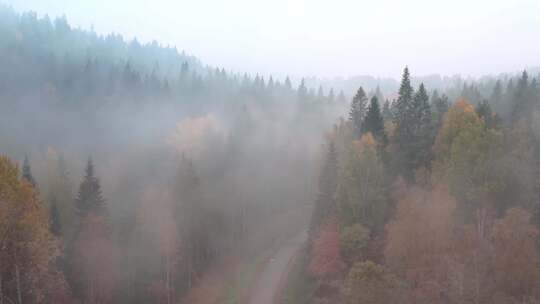 4k云雾在秋天的森林弥漫视频素材模板下载