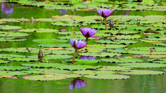 湿地公园风景莲花睡莲池塘湖景风光