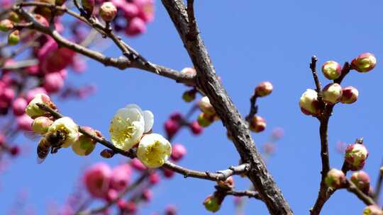 春天梅花盛开蜜蜂采蜜生机勃勃