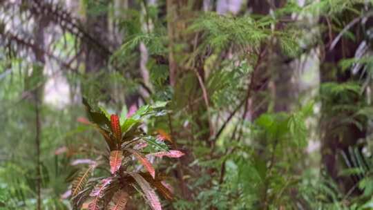 混合热带森林。森林里的雨。雨水弄湿了树叶