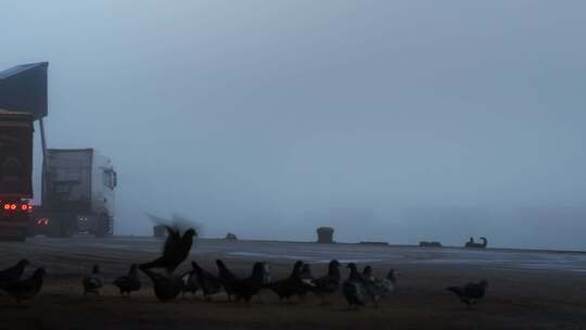 鸟类，海港，薄雾，雾
