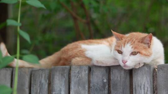 橘猫躺在窗台上休息