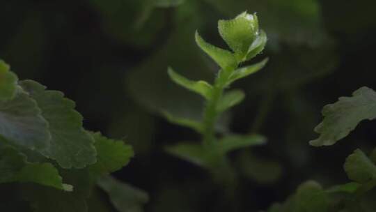 树苗嫩芽蕨类植物生长