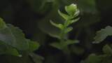 树苗嫩芽蕨类植物生长高清在线视频素材下载