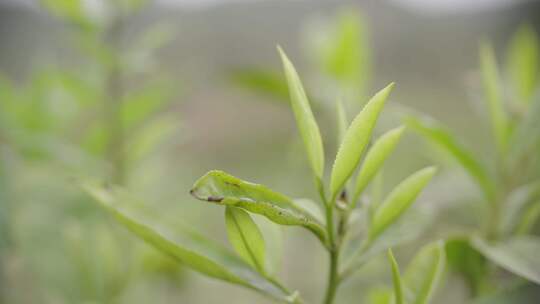 茶叶茶田茶园绿叶特写