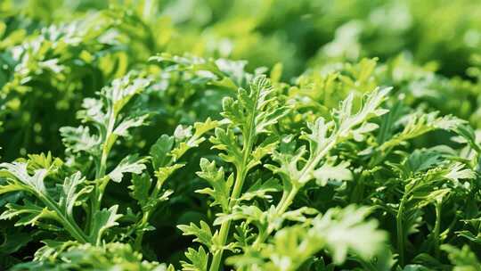 艾草植物特写素材