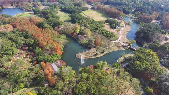 上海共青森林公园秋天风景  上海秋天