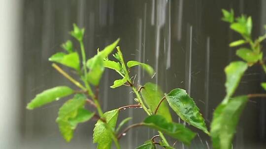 雨中的芙蓉