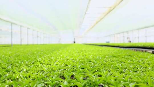 温室大棚内的蔬菜种植景象