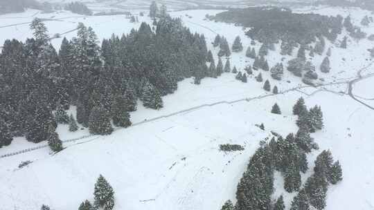 西藏林芝鲁朗林海雪原冬天乡村雪景风光航拍