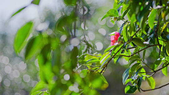 红色茶花特写