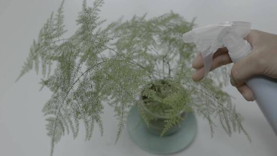 给文竹植物浇水特写升格慢动作