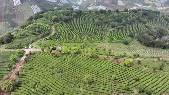 航拍绿色高山有机茶园