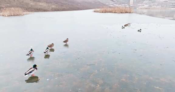 冬天的野鸭在冰冻湖面上行走