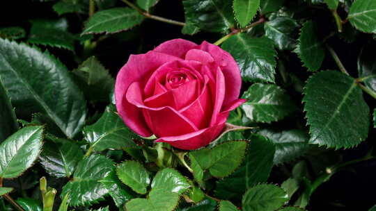 红玫瑰花朵延时摄影视频素材模板下载